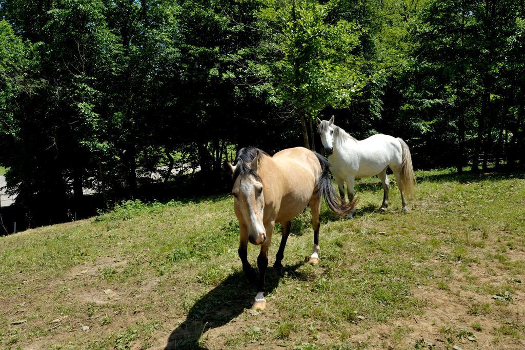 Farm stay Tourist Farm Dujceva Domacija Vremski Britof